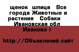 щенок  шпица - Все города Животные и растения » Собаки   . Ивановская обл.,Иваново г.
